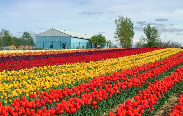 Entre flores y colores: tres lugares cerca de Montreal para visitar en mayo  | MontrealHispano
